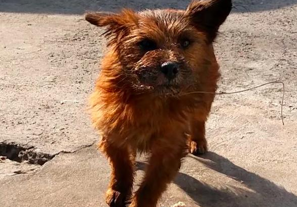 狗犬吠叫邻居扰民，主人立即将它扔出门口，隔壁邻居用鱼线绑住它的嘴泄愤