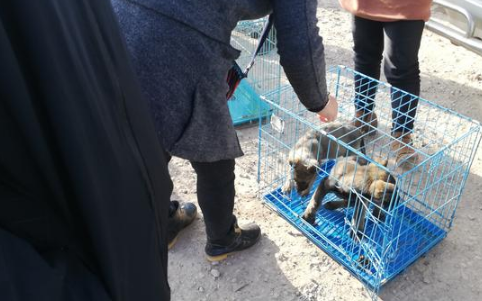 商贩售卖昆明犬还未价格，买主便表达“我统统要了！”