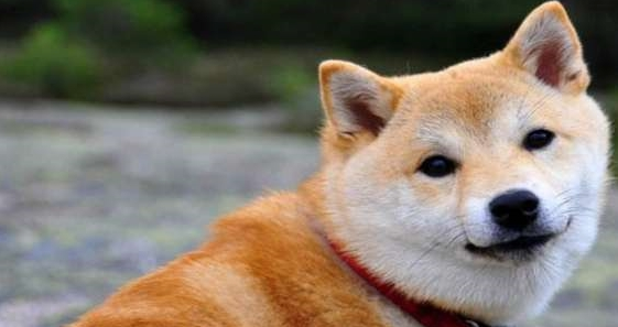朋友上班把空调关了，晚上回来看见柴犬的表情，他懵了