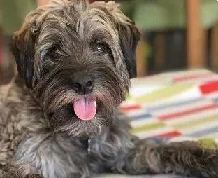 女子救了只巨丑的流浪犬，没想到两年后居然变那么好看