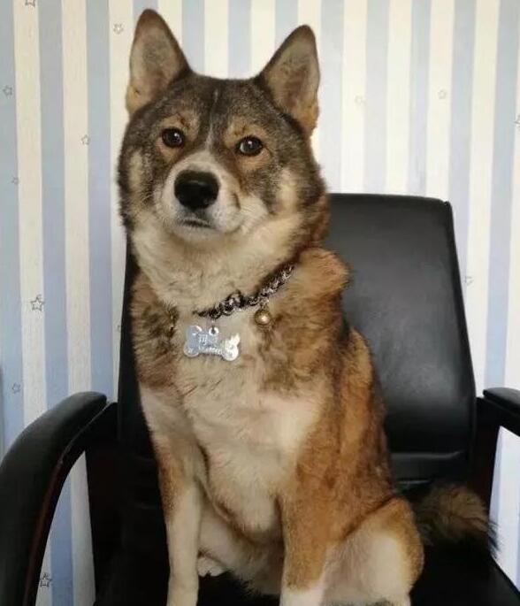 养什么名贵犬,来只本土的田园,牵出去一样让你成为焦点