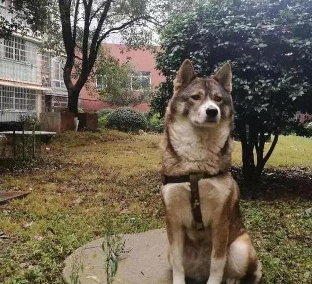 养什么名贵犬，来只本土的田园，牵出去一样让你成为焦点