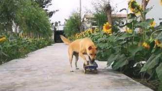 田园犬为争口气懂得溜滑板，一路摇尾狂嘚瑟：别跟我提智力这两个字