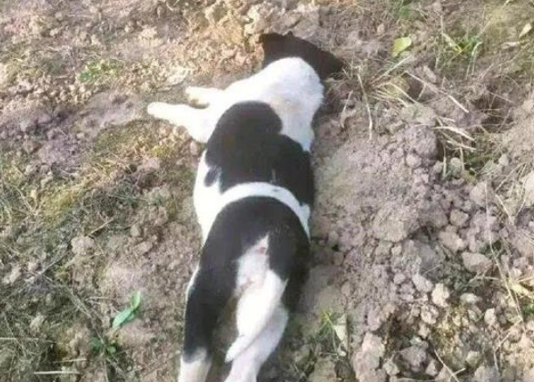 网友好心的把一只流浪犬的遗体埋了，結果……狗子：有毛病吧你？