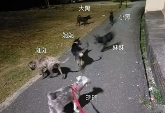 夜晚遛狗遭陌生男子数次搭讪，多亏流浪狗出面救了她一命！