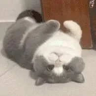 猫咪呕吐不要慌！宠医手把手教你从呕吐物颜色判断猫咪情况