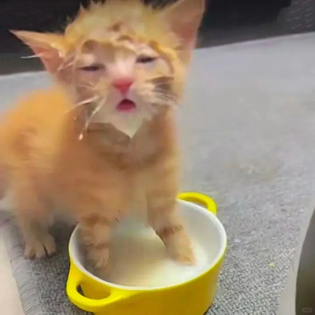 猫咪呕吐不要慌！宠医手把手教你从呕吐物颜色判断猫咪情况