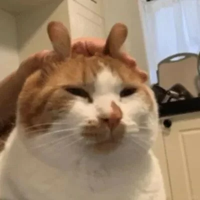猫咪呕吐不要慌！宠医手把手教你从呕吐物颜色判断猫咪情况
