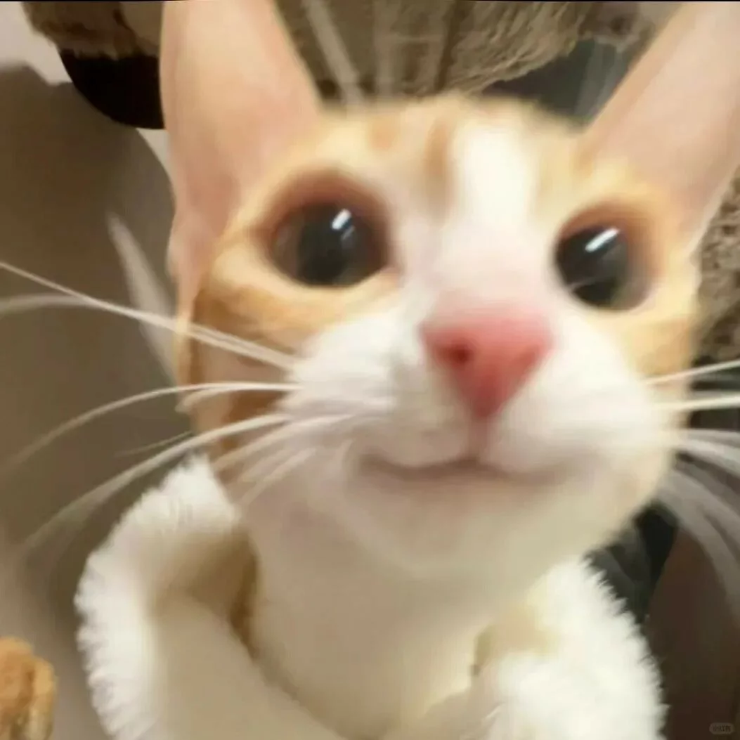 猫咪呕吐不要慌！宠医手把手教你从呕吐物颜色判断猫咪情况