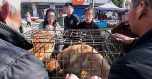 爱狗人士非法禁锢，殴打狗肉店店主：有些人只爱狗，不爱人！