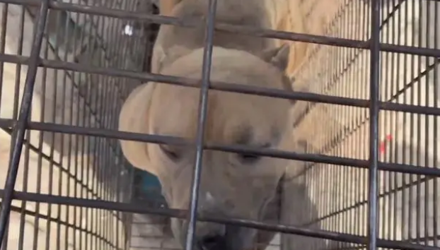 恶霸犬论斤被卖进了笼，幸亏遇到好心大哥