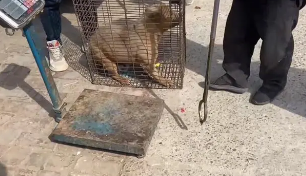 恶霸犬论斤被卖进了笼，幸亏遇到好心大哥