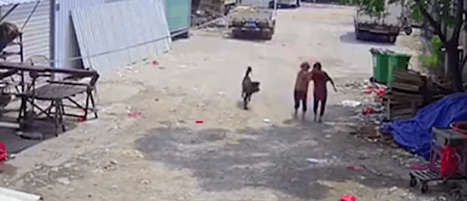 72岁女主人被自己两条恶犬咬死，小区业主曾多次投诉无效