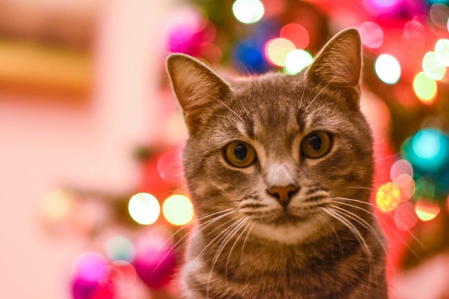 可爱猫咪宽屏壁纸图片