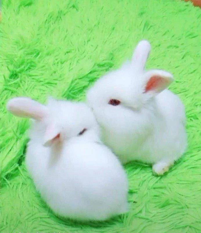 【宠物兔】我就是萌萌哒，简单介绍一下吧，我们家两女儿，大闺女叫飘雪，小女儿叫怡宝
