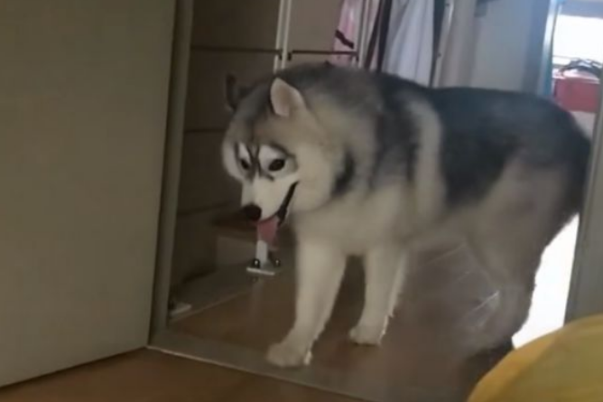 不带狗狗一起玩，哈士奇急的快哭了，发誓一定不拆家，宠主服了！