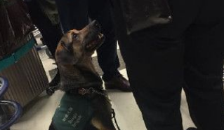 坐价20万差点吓哭旅客! 汉堡纸袋被检疫犬闻出