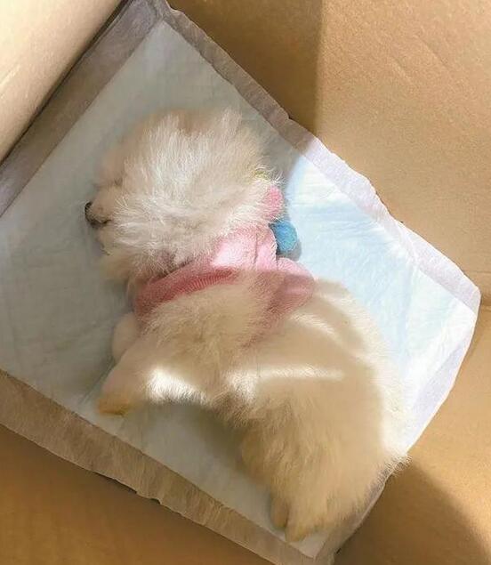 接连死两只！一宠物店被指售卖“星期狗”