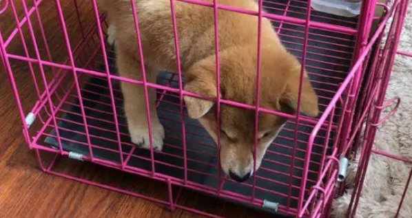 柴犬的笼子里还分了客厅和卧室,柴犬:卧室太小了!