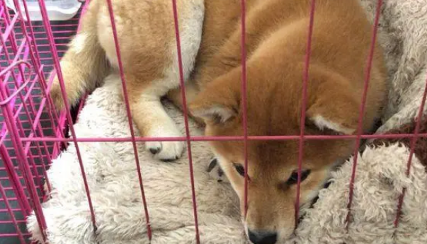 柴犬的笼子里还分了客厅和卧室,柴犬:卧室太小了!