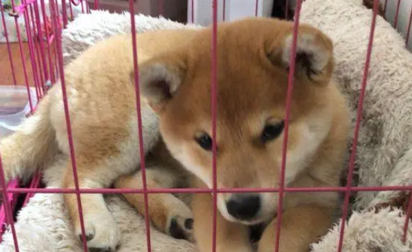 柴犬的笼子里还分了客厅和卧室,柴犬:卧室太小了!