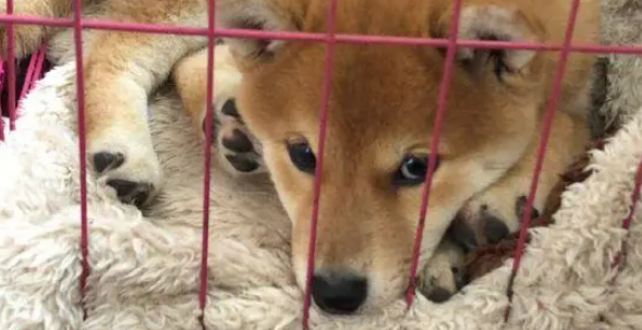 柴犬的笼子里还分了客厅和卧室,柴犬:卧室太小了!