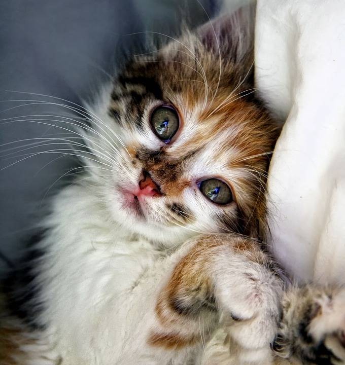 猫的眼睛