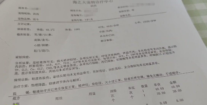 海口一宠物狗寄养期间死亡，狗主人索赔5万元 店家：刚出院就送来宠物店