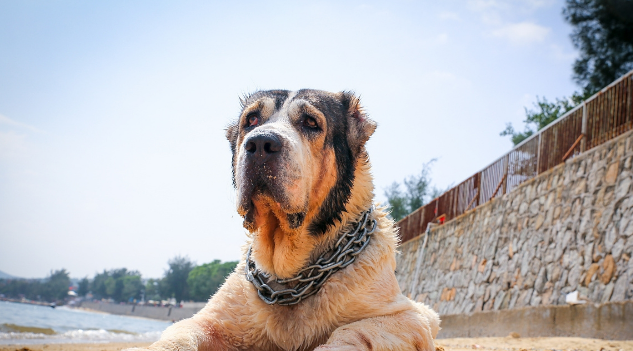 它是被称为野兽的猛犬,可与比特犬一战,胆小的人养不好这种犬