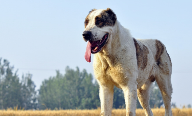 它是被称为野兽的猛犬，可与比特犬一战，胆小的人养不好这种犬