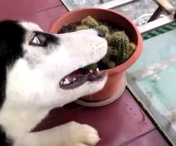 二哈趴到仙人球周围，主人家好奇心没以往打搅，下一步使他笑到失音