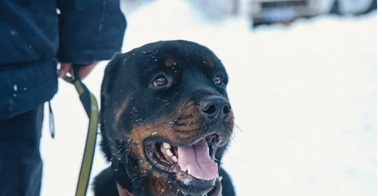 三年前它是毒贩饲养的宠物，三年后它是威风凛凛的巡逻警犬