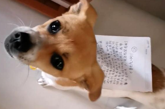走失的宠物狗自己找回家,看到它身上的字条后,铲屎官由喜转惊