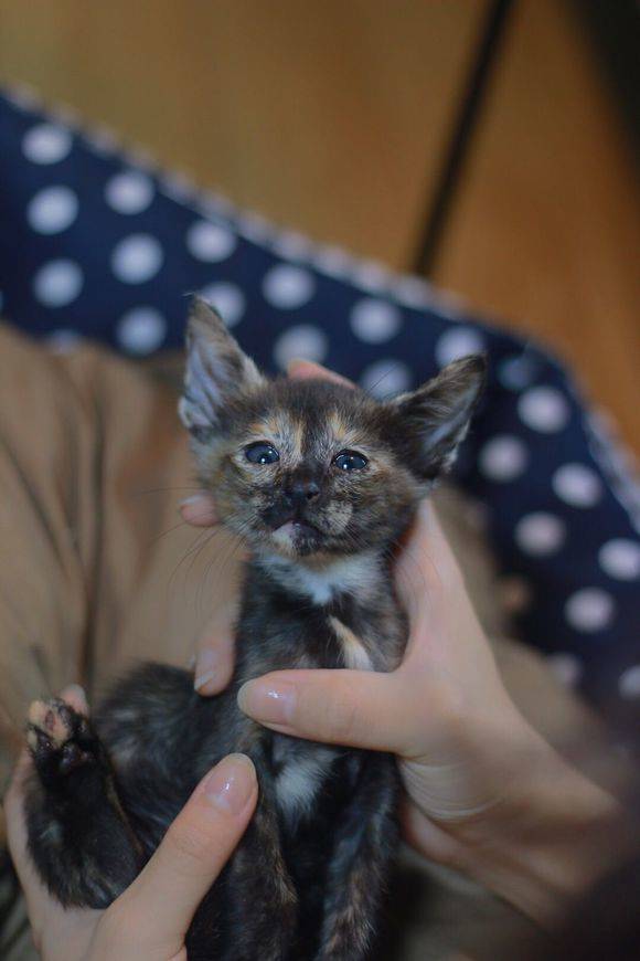东方猫相比其他猫咪，东方短毛猫有着超大的招风耳，且表情中无时无刻不流露着一丝抑郁与忧伤