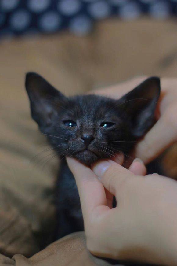 东方猫相比其他猫咪，东方短毛猫有着超大的招风耳，且表情中无时无刻不流露着一丝抑郁与忧伤