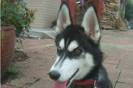 二哈把巴哥犬办了，生下的崽丑哭了，狗狗：长成这样是我的错吗？