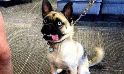 二哈把巴哥犬办了，生下的崽丑哭了，狗狗：长成这样是我的错吗？