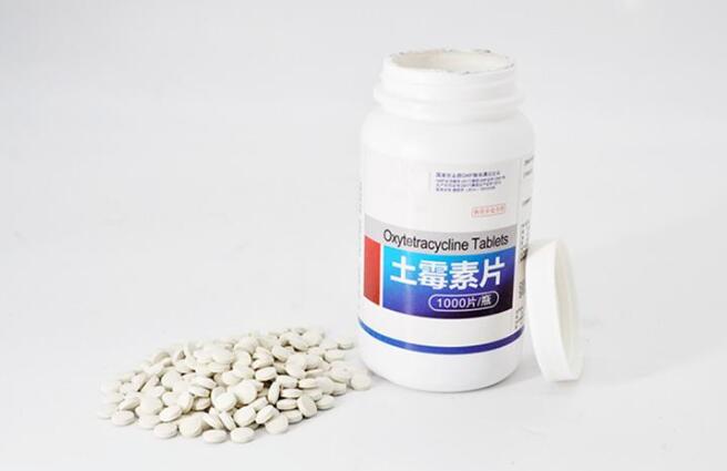 宠物医院不会告诉你，家中常备这些药，狗狗再也不怕生病了
