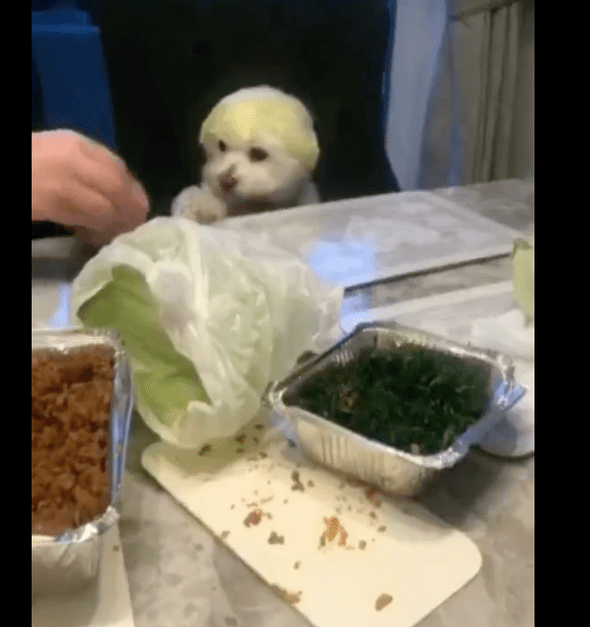 主人家用包菜叶子放到狗狗的头顶,它还一脸可怜脸,传说故事中的菜狗?