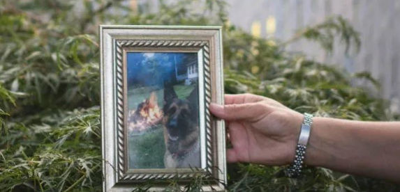 美国首例感染新冠宠物狗死亡，系被主人传染
