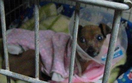 繁殖犬被关小笼子中12年终于得救 却失去双眼