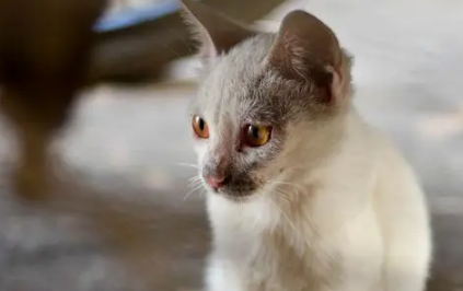 邯郸市区频现流浪猫狗 提醒：不要擅自饲养