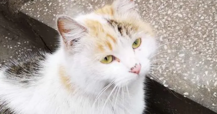 邯郸市区频现流浪猫狗 提醒：不要擅自饲养