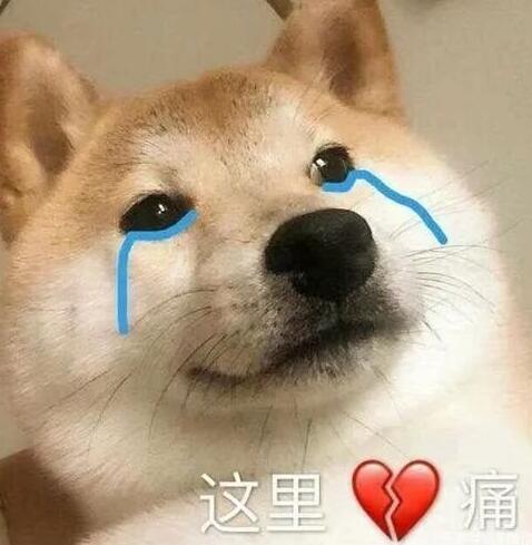 看到关晓彤给狗起的名字，网友狂笑：比我还敷衍哈哈哈！