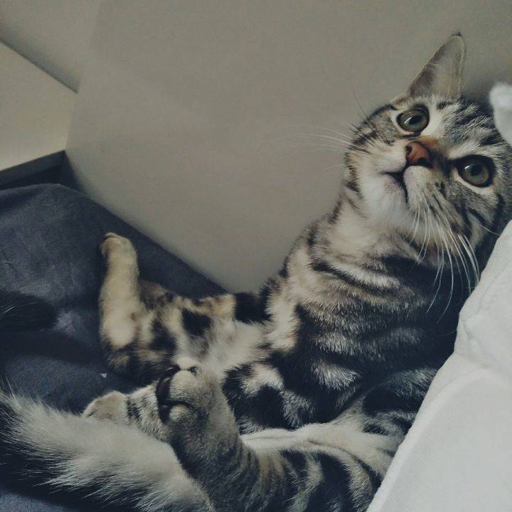 家里有两只虎斑猫。都是超级粘人的妹子。它们是一对从小分离，互不相认的亲母女。它们会因为争地盘打架，也会偶尔一起玩耍嬉闹。