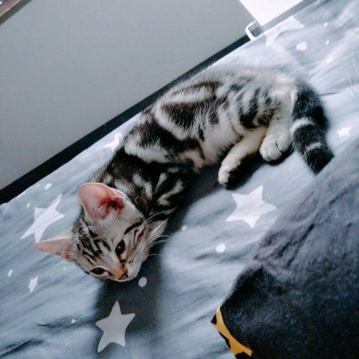 家里有两只虎斑猫。都是超级粘人的妹子。它们是一对从小分离，互不相认的亲母女。它们会因为争地盘打架，也会偶尔一起玩耍嬉闹。