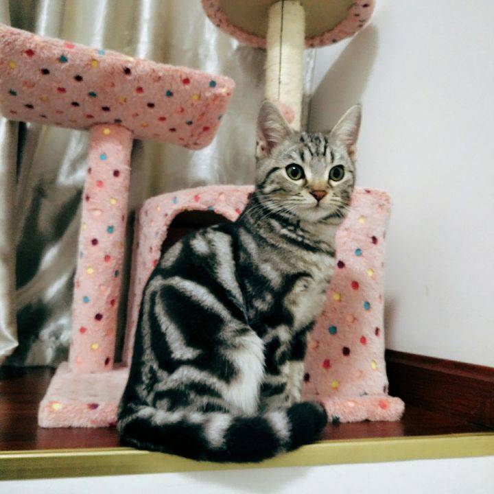 家里有两只虎斑猫。都是超级粘人的妹子。它们是一对从小分离，互不相认的亲母女。它们会因为争地盘打架，也会偶尔一起玩耍嬉闹。