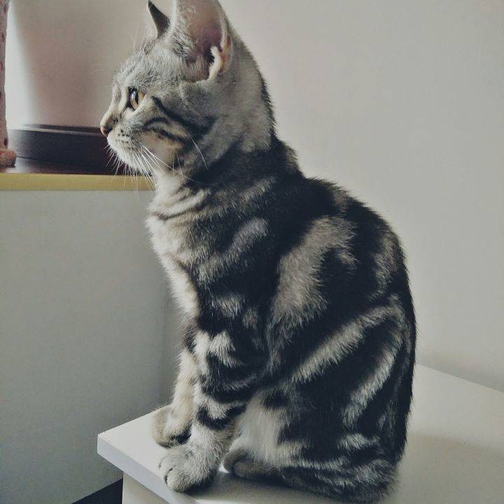 家里有两只虎斑猫。都是超级粘人的妹子。它们是一对从小分离，互不相认的亲母女。它们会因为争地盘打架，也会偶尔一起玩耍嬉闹。