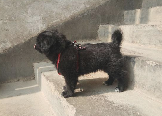 街头碰到只流浪狗,把它带大街上后殊不知那么乖,女生:这下捡到宝了