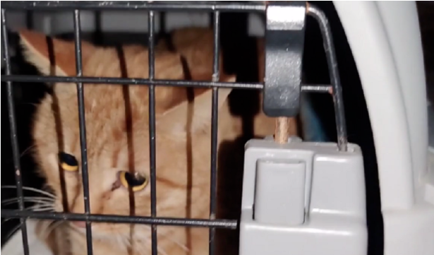 情侣吵架猫狗遭殃，被主人从9楼扔下的宠物猫狗
